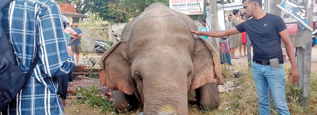 Jumbo deaths escalate as human-elephant orbits collide