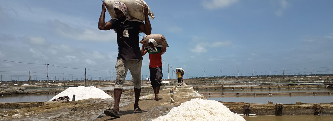 Puttalam salt producers lament low prices due to imported Gujarati variety