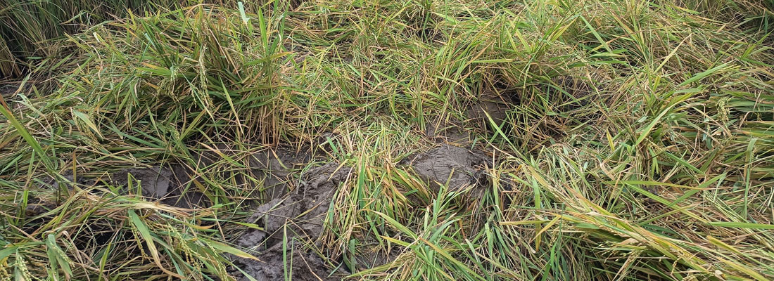 Puttalam’s paddy farmers forced to put up with a pittance