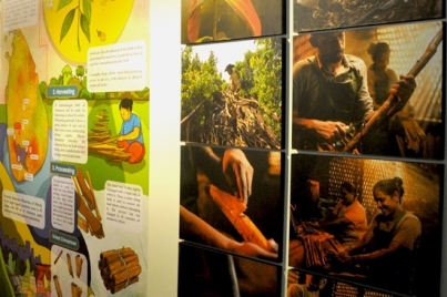 A toast to Cinnamon  and Tea: unveiling stories, voices and textures