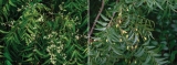 Multi-faceted medicinal tree Multi-faceted medicinal tree