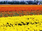 Tiny land with towering yield