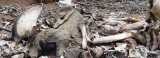 More resources provided to deal with uptick in elephant deaths, but questions remain More resources provided to deal with uptick in elephant deaths, but questions remain