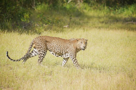A-dominant-male-leopard-in-Wil_3-pattu