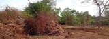 Slash and burn: Clearing of a forest reserve