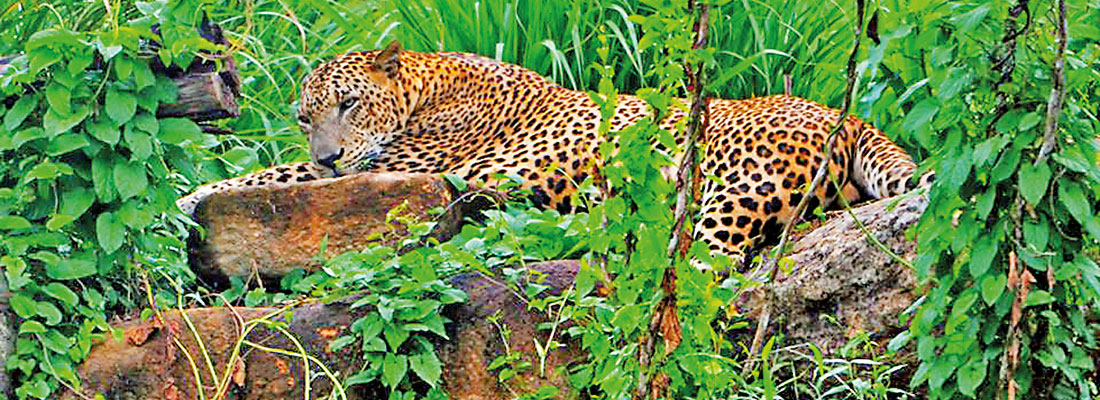 Leopard conservation plan weighs captive breeding