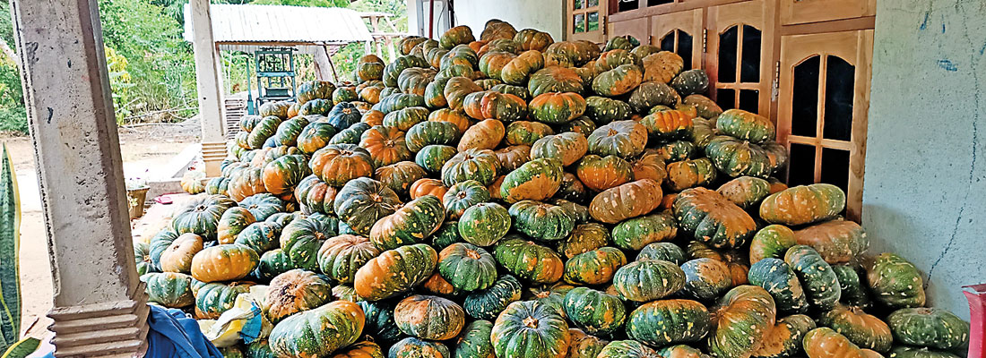Pumpkin bounty becomes a burden