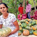 Malani Swarnalatha: Pumpkins are piling up in their gardens and homes, she laments