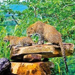 Leopards at Pinnawala zoo