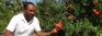 Kalpitiya growers seek more land for pomegranate