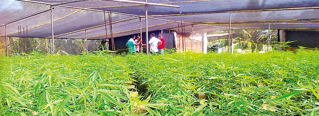 Unregulated cannabis use could result in unwanted outcomes