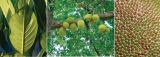 The evergreen home garden tree The evergreen home garden tree