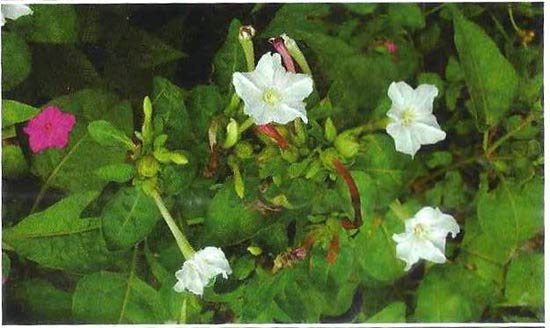 Mirablis-jalapa-Illust-field-guide-J_P2