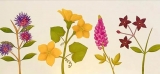 National Trust lecture focuses on plants through butterflies National Trust lecture focuses on plants through butterflies