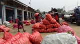 ‘Unprecedented’ vegetable price drop devastates Kalpitiya farmers ‘Unprecedented’ vegetable price drop devastates Kalpitiya farmers