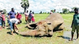 More officers, apps and vehicles to address human elephant conflict More officers, apps and vehicles to address human elephant conflict