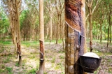 Is Sri Lanka Ready for the EU’s New Deforestation Rules?