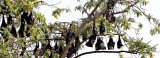 Study of bats hunts for clues on viruses harmful to humans