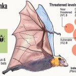 BatGraphic