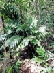 Demand for destructive palm to be removed from ornamental trade
