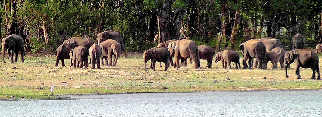 In East, villagers convinced elephant trenches work