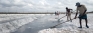 Bountiful bumper salt harvest in Puttalam this year