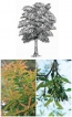 Edible sweet flowers that give the tree its name Edible sweet flowers that give the tree its name