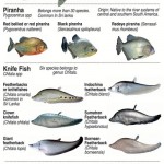 PredatoryFish