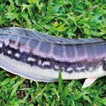 Red-line-snake-head