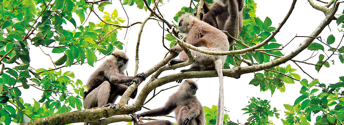 Pest animals still plague farmers as census proves useless without follow-up
