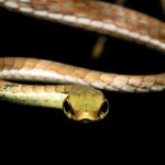 01G_#01_The-Basilisk_P16 01G_#01_The-Basilisk_P16