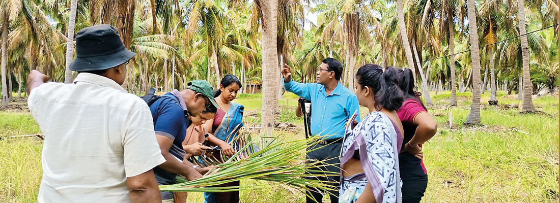 Coconut pest spreads