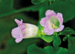 Strobilanthes-glandulata-Nilanthi