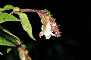 Strobilanthes-medahinnensis-Nilanthi