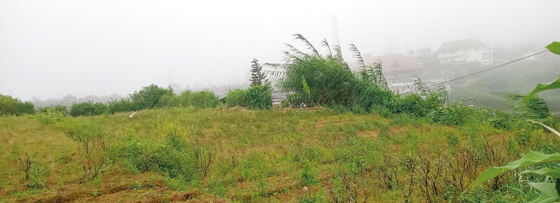 Nuwara Eliya’s small-scale farmers forced to abandon farmlands