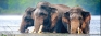 Capturing magical moments of Sri Lanka’s vanishing majestic giants