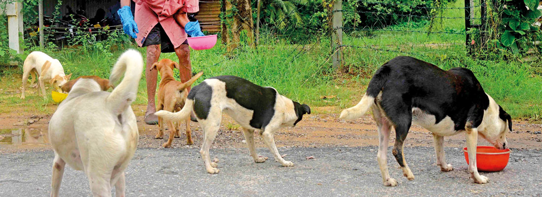 It’s rainin’ cats and dogs, but the street animals have to be fed