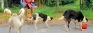 It’s rainin’ cats and dogs, but the street animals have to be fed