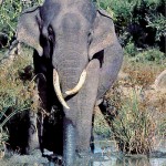 Podiputtuwa-1983-(c)-Ravindralal-Anthonis