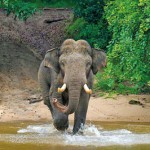 Sando-at-Yala-2021-(c)-Pasan-Senevirathna