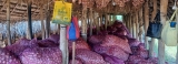 Big onion farmers face crisis amid new Government purchasing standards Big onion farmers face crisis amid new Government purchasing standards