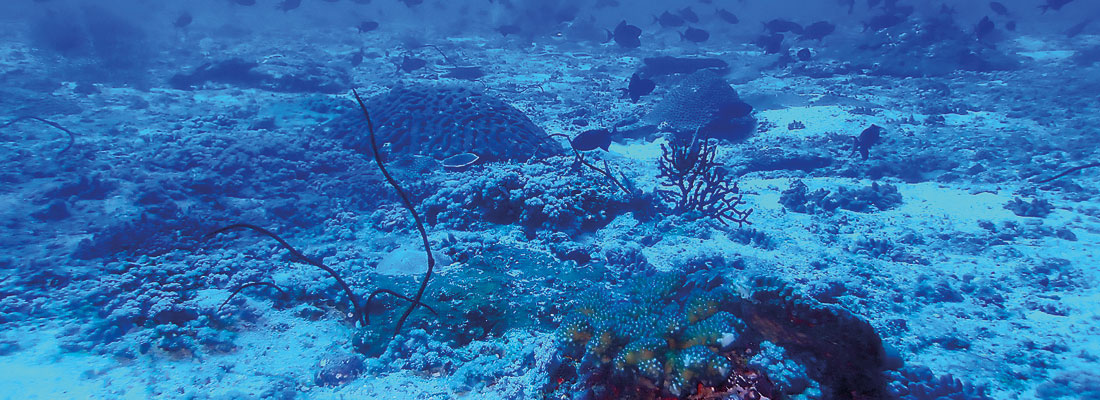 Discovery of new reef ridge draws attention to these overlooked biodiversity hotspots