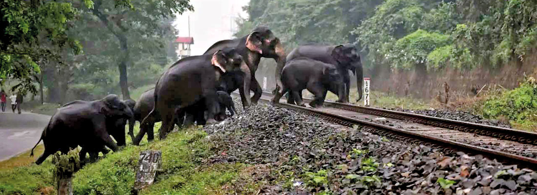 Chasing off elephants viewed with scepticism