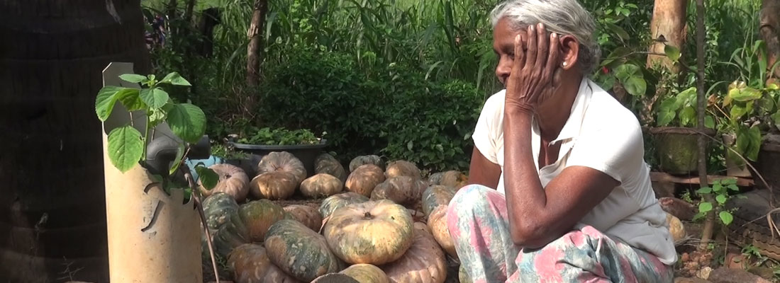 Pumpkin harvest goes unsold