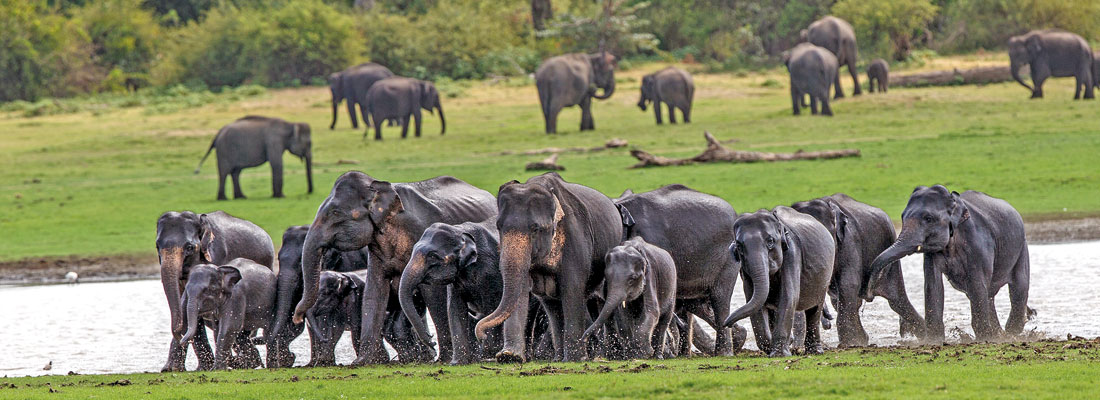 Bring about a National Policy beneficial to humans & wild elephants before the next Dry Season