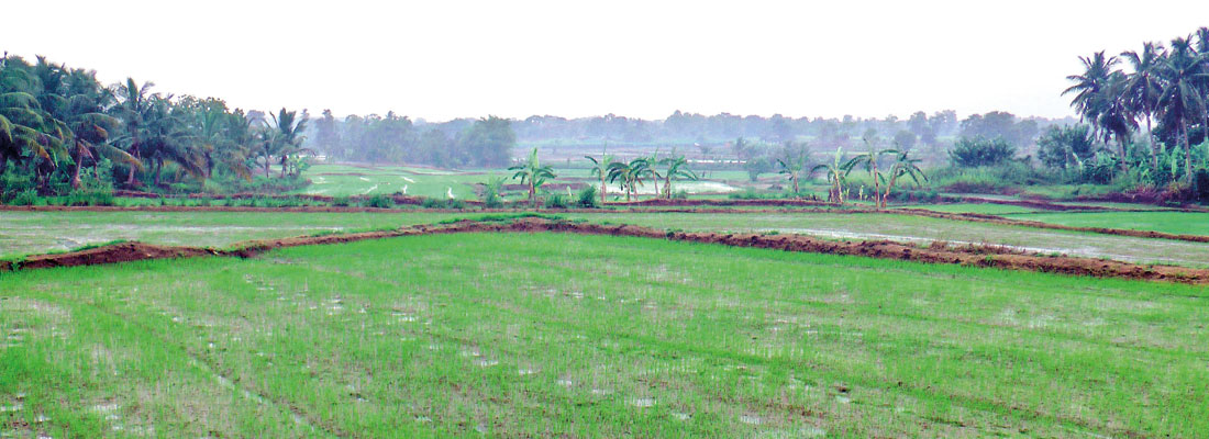 Namal Oya scheme farmers unhappy that fertiliser subsidy not issued on time