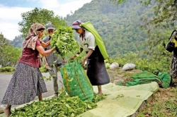 Tea workers cautious over wage hike