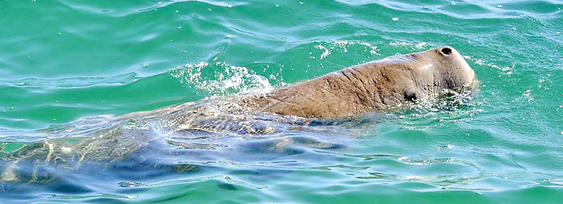 A rare Dugong swims free, thanks to brave Mannar fishermen