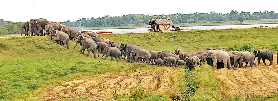Some ejected elephants return, but officials stick to plan