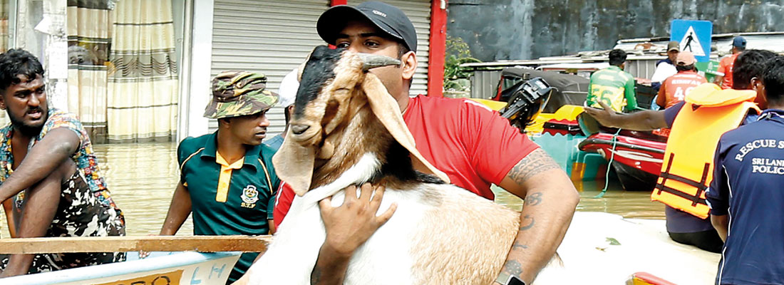 Abandoned animals saved from drowning